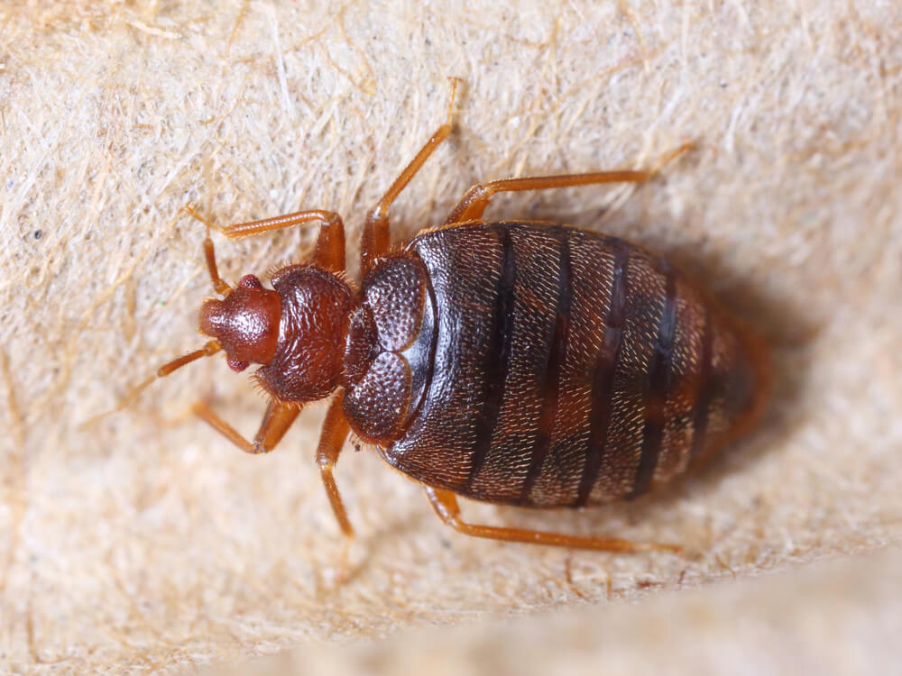 Unusual Places Where Bed Bugs Can Hide, Can Bed Bugs Live In Wood Frames