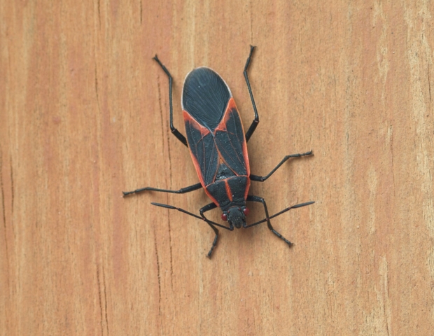 how-to-get-rid-of-boxelder-bugs