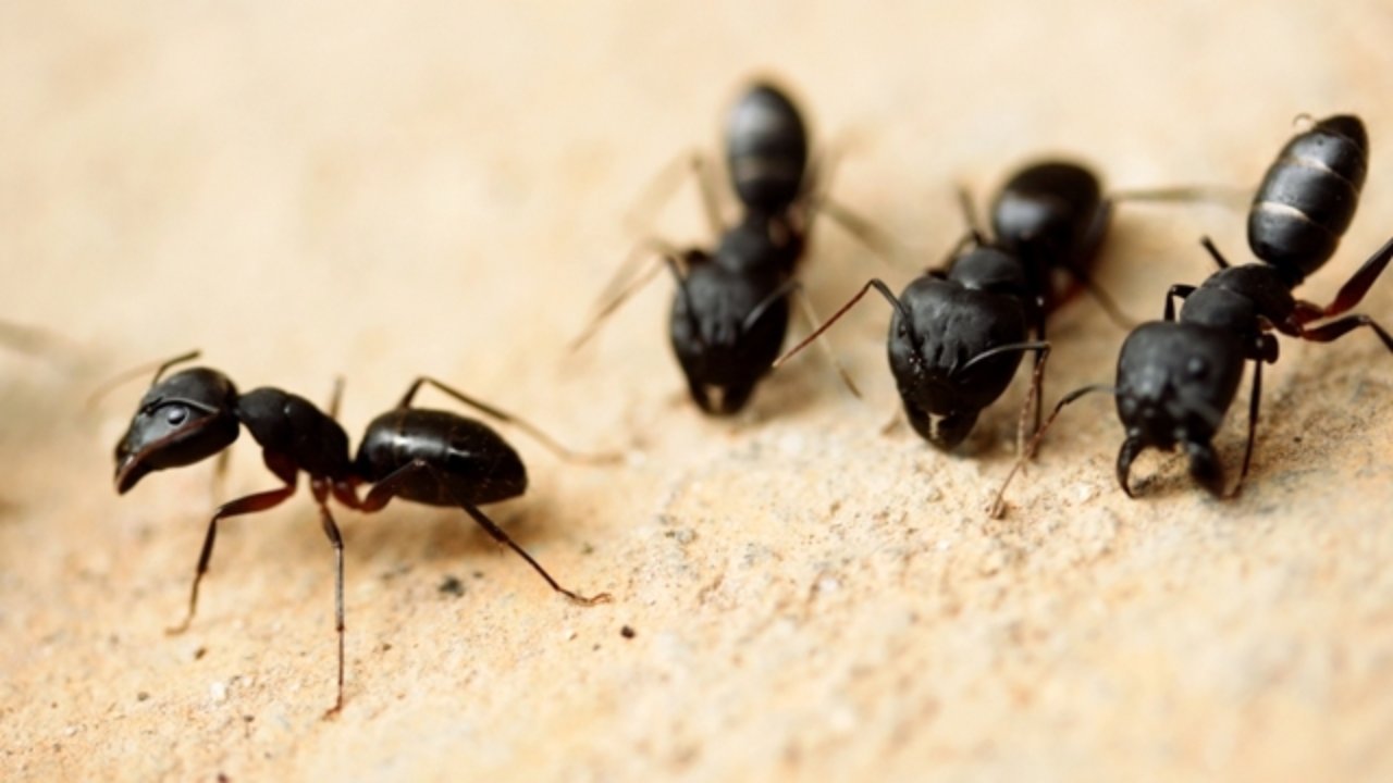 Carpenter Ants A Small Guide For Getting Rid Of Carpenter Ants Take Care Termite Pest Control Services
