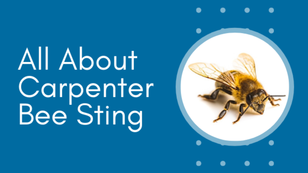 carpenter bees sting