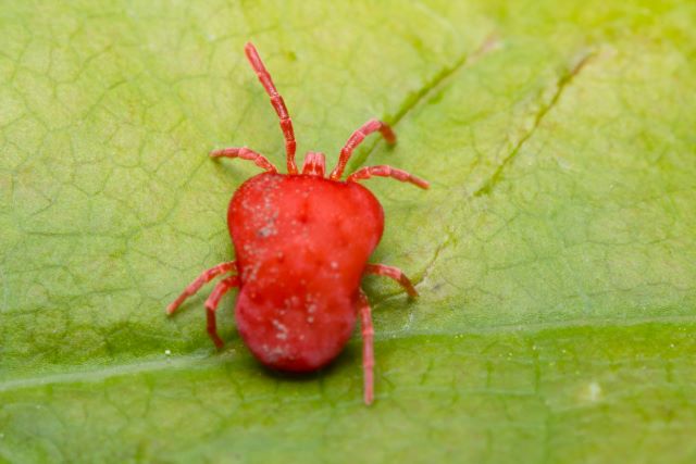 Какого цвета клещ фото Clover Mites in House and How to get Rid of Them