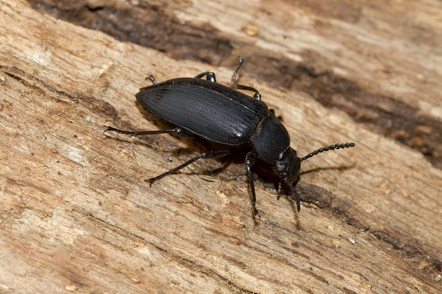 Wood Boring Beetle 