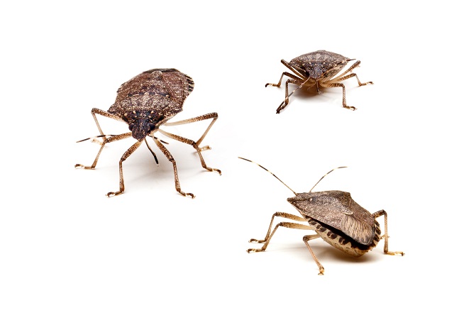 how-to-get-rid-of-stink-bugs-and-keep-them-away