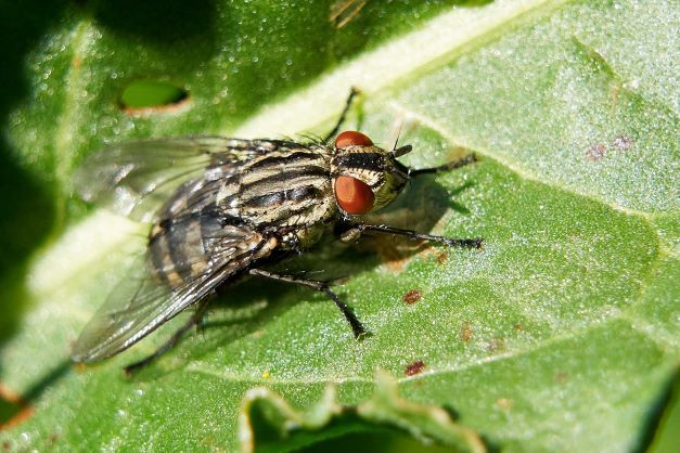 What are cluster flies and how do you get rid of a cluster fly infestation?