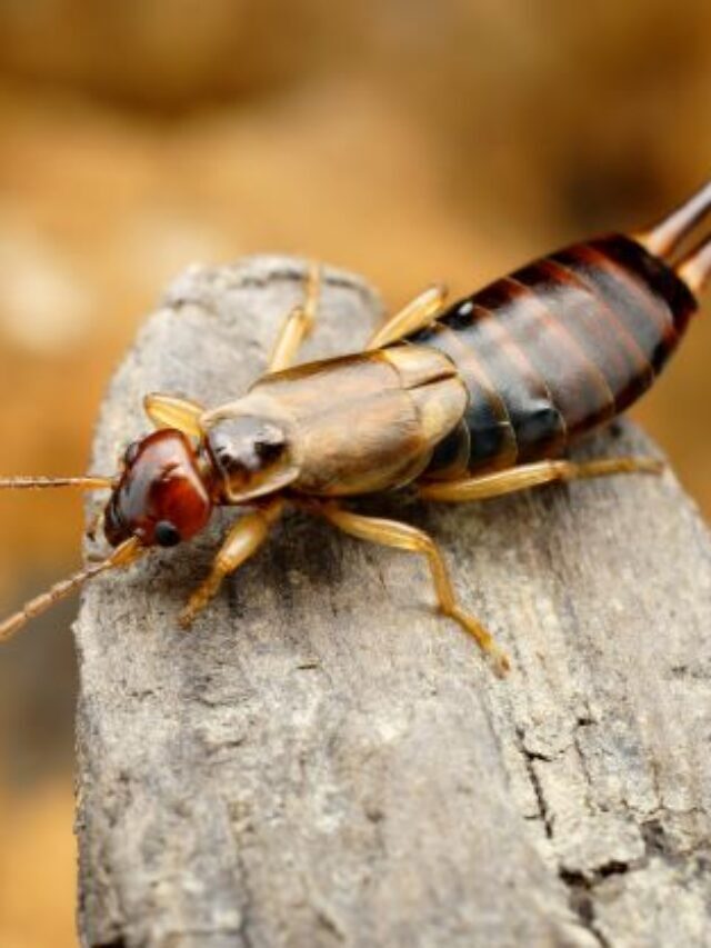 Earwigs all Over Your House! Guide to Eliminate Earwigs