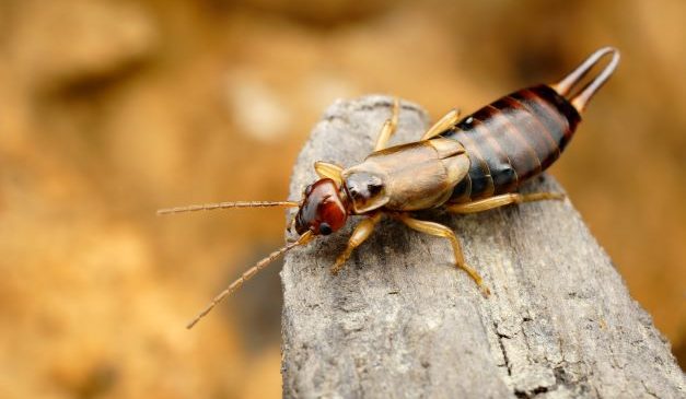 how-to-get-rid-of-earwig-in-house