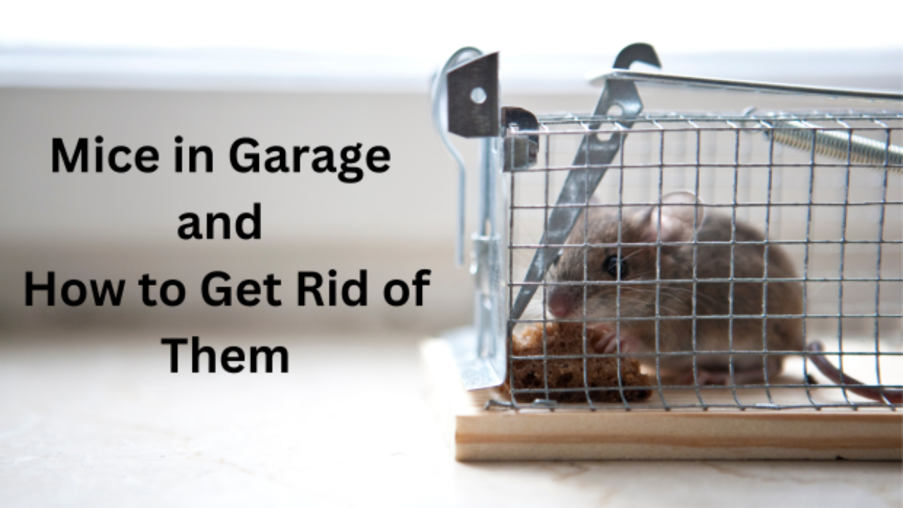 Using live traps to keep mice out of the garage