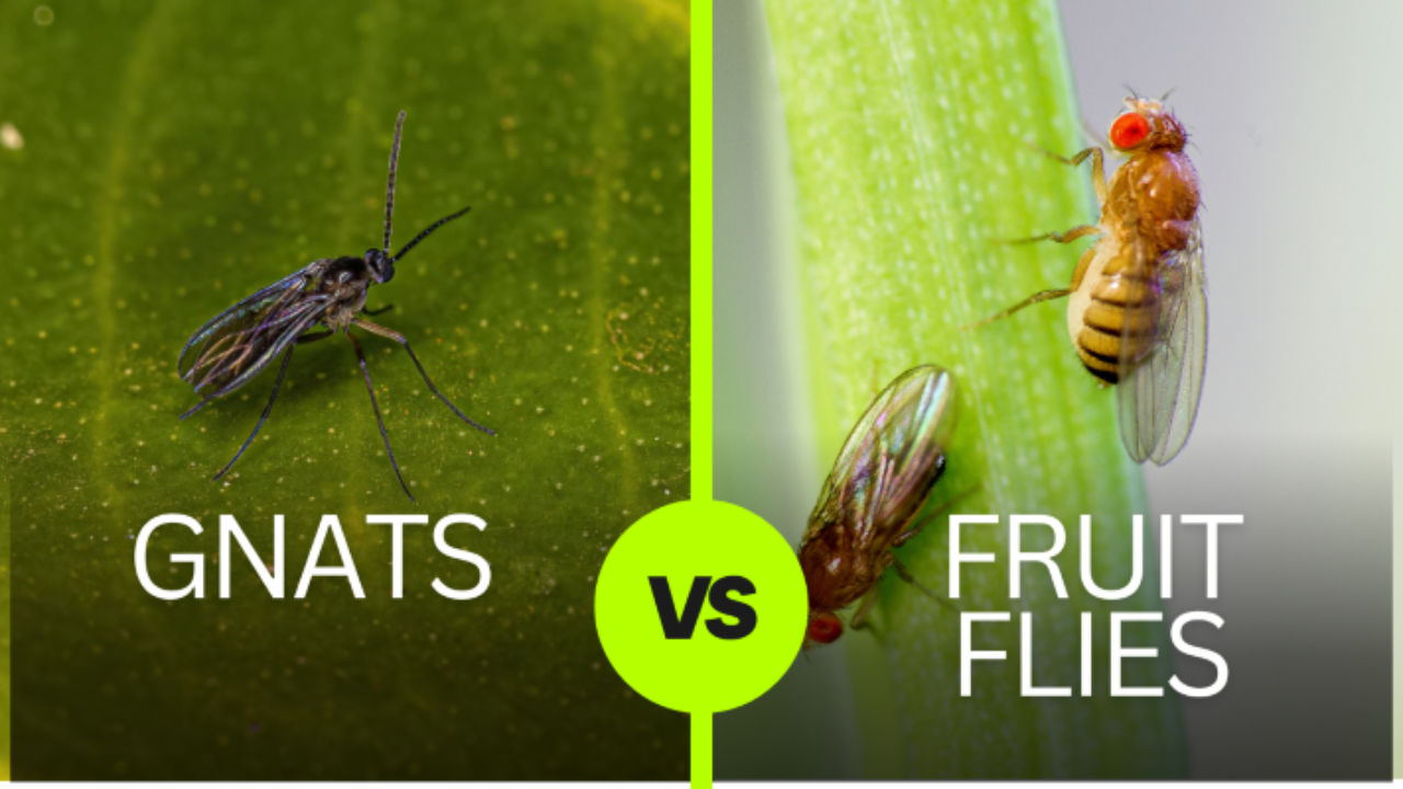 Gnats Vs Fruit Flies: What's the Difference?