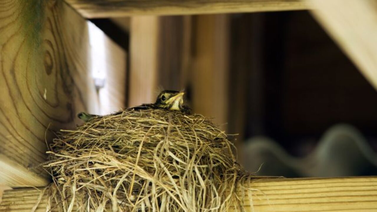 ¿Cómo se evita que las aves hagan nidos en lugares no deseados?