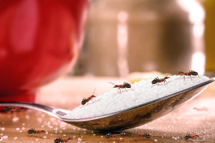 How To Get Rid Of Sugar Ant Infestation