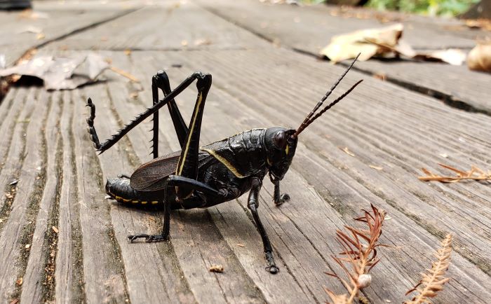 House Crickets: How to Get Rid of Crickets in House