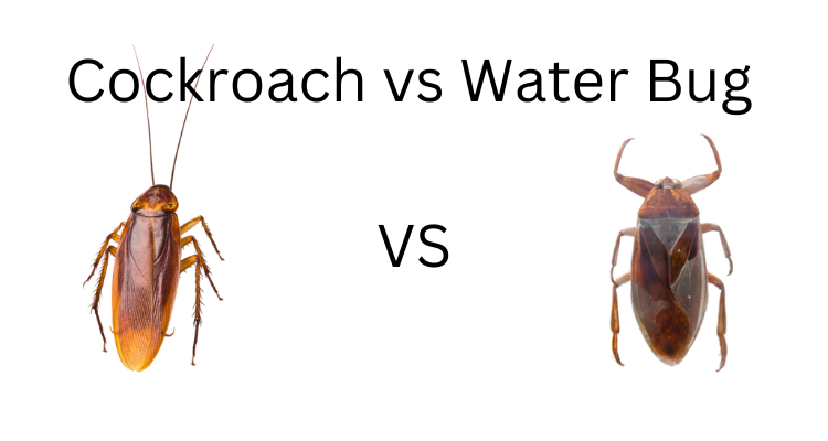 Differences Between Water Bugs and Cockroaches