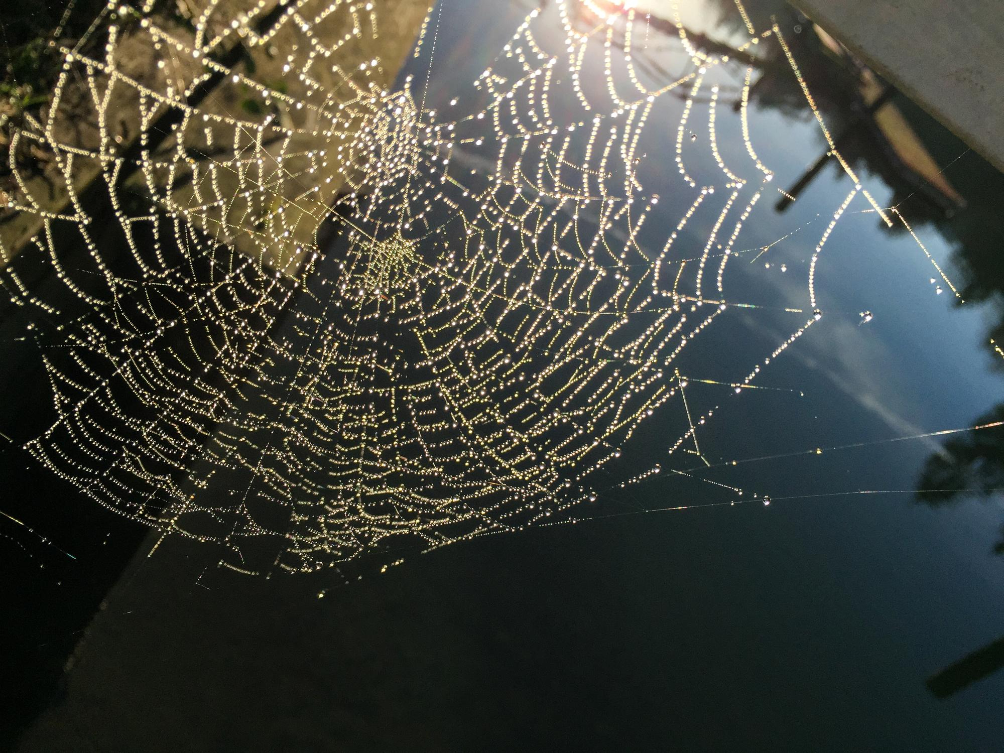 What is Spider Nests: Types, Prevention, Solutions, & Pest Control