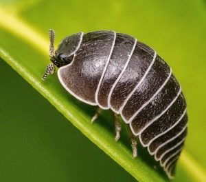 Pill Bugs (Rollie Pollie Bugs or Armadillidiidae): How to Identify & Get Rid of Them