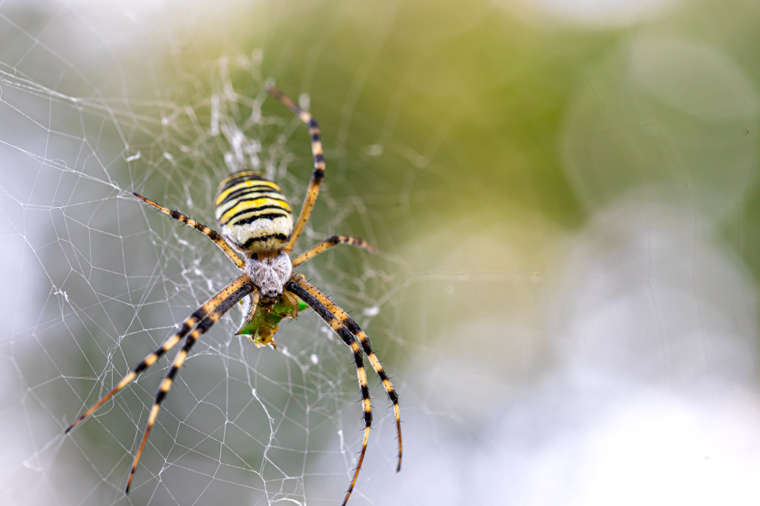 Barn Spiders (Araneus cavaticus): Identification, Habits, Behavior & How to Control Them