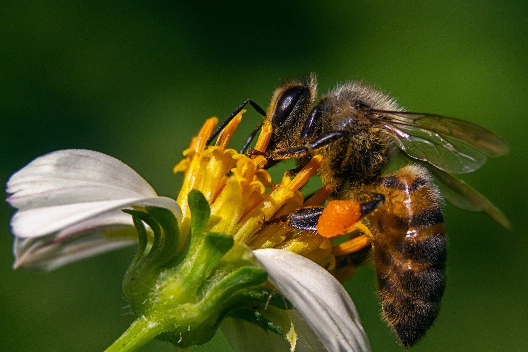Do Bumblebees Sting? Understanding Bumble Bee Behavior and Avoiding Stings