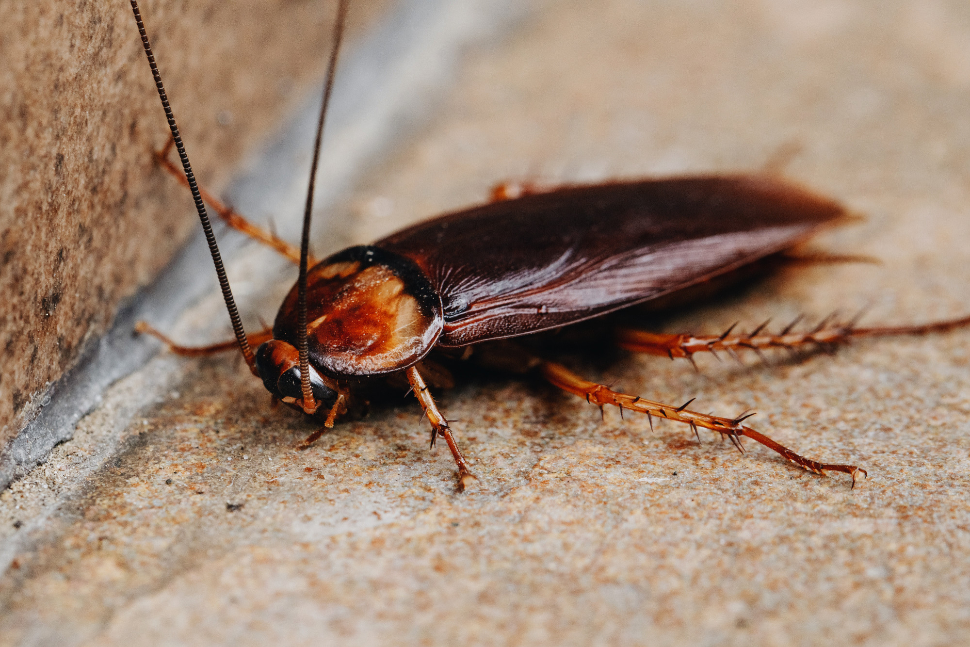 Different Types of Cockroaches and How to Identify Them