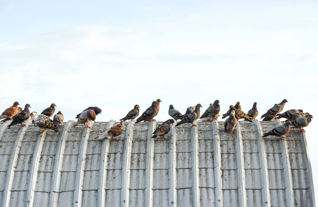 4 Most Effective Methods of Bird Control in Commercial Properties