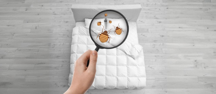 Bed Bug Bites