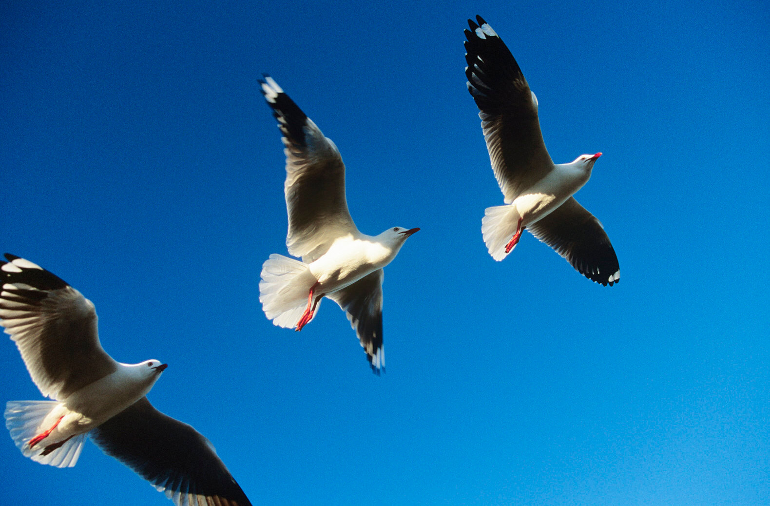 Keeping Your Warehouse a Bird Free Zone