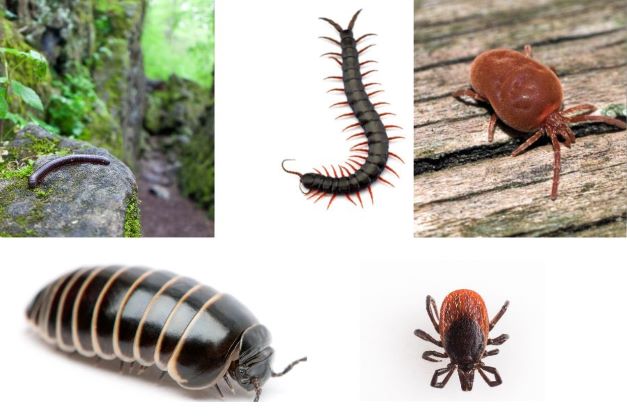 7 Types of House Bugs with Lots of Legs Other Than Centipedes