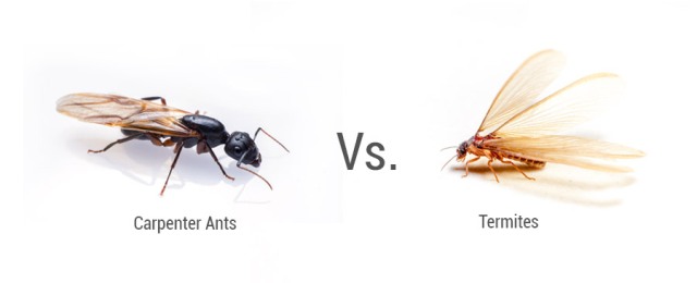 CARPENTER ANTS VS. TERMITES demo
