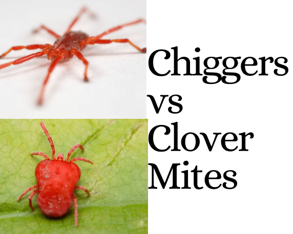 Clover mites vs Chiggers: What’s the Difference
