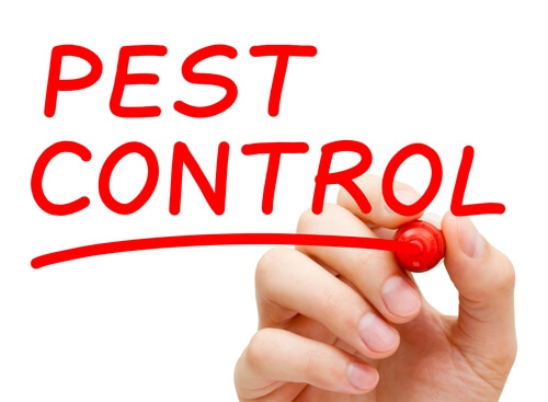 6 Common Household Bugs and How to get Rid of Them