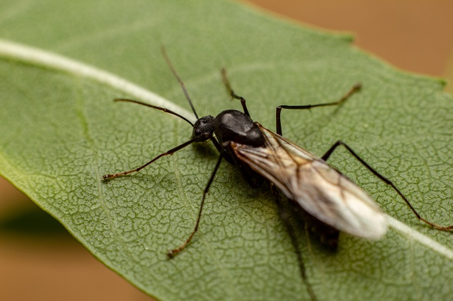 Carpenter Ants With Wings (Camponotus spp): Identification & How to Get Rid of It
