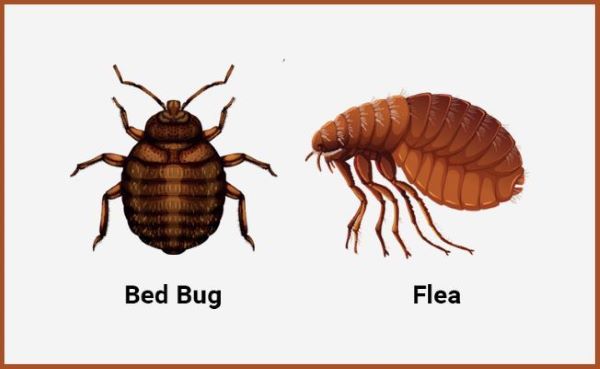 Bed Bugs vs. Fleas: What’s the Difference?