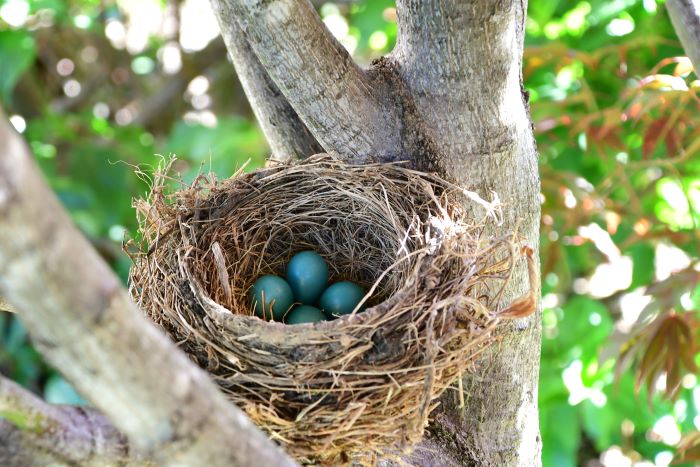 Bird Nest Removal the Do’s and Dont’s