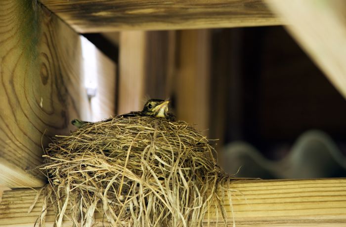 How to Keep Birds from Making Nests in Unwanted Places