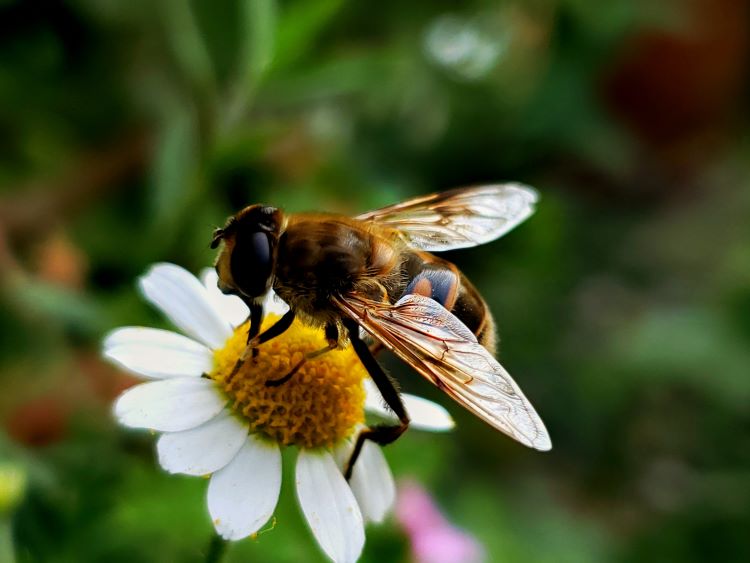 20 Types of Bee Species – Their Native Place, Behavior & How to Control Them