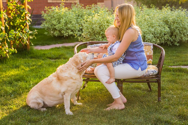 How to Get Rid of Fleas in House Fast
