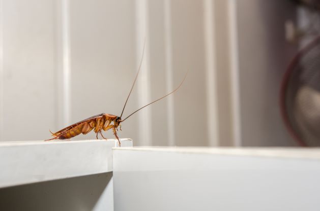 Can Cockroaches Fly? Types, Reasons, & What Can You Do?