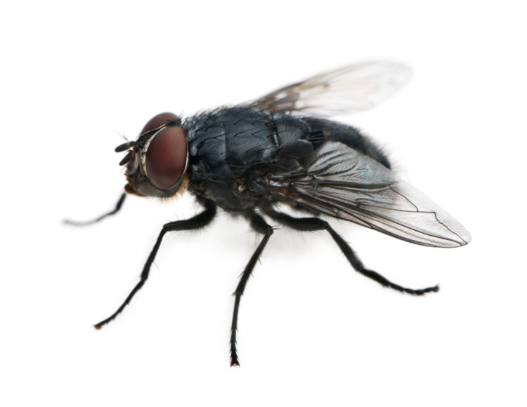 How to Get Rid of Gnats in the House and House Plants