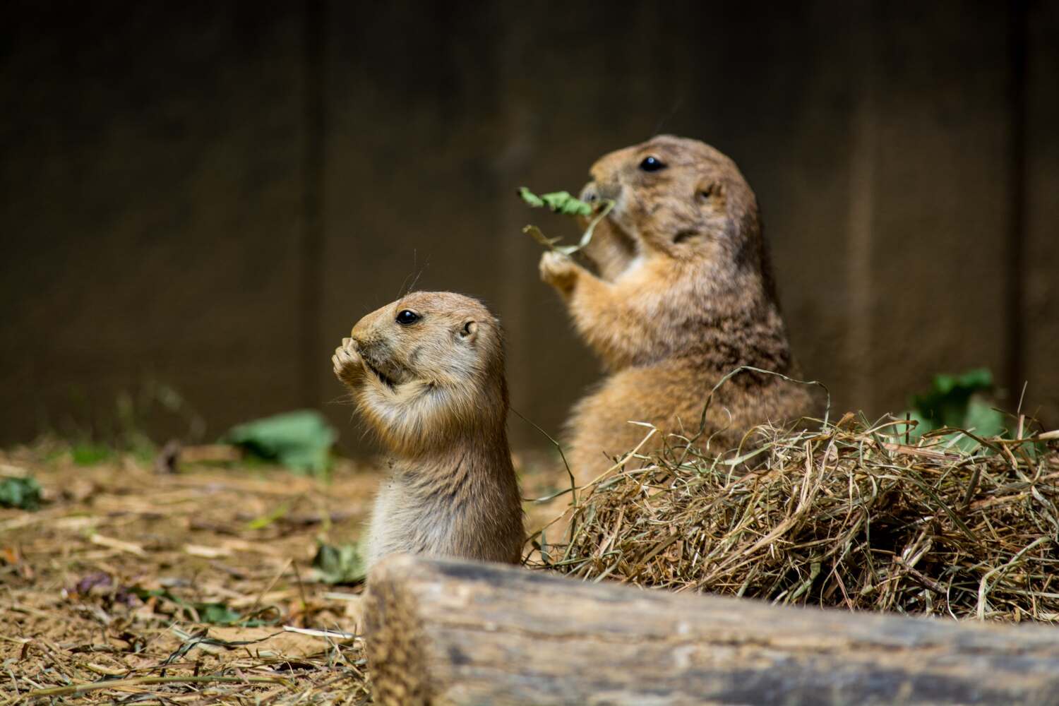 How to Get Rid of Gophers from Your Garden Naturally & Prevent Them
