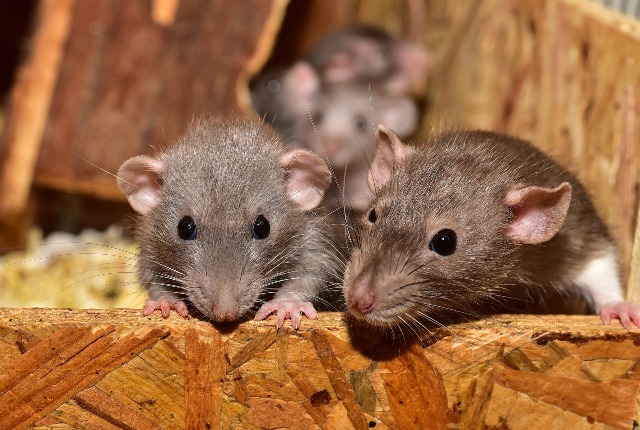 How Do Mice Get in the House & How to Get Rid of Them?