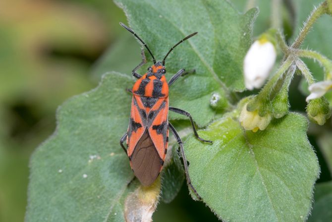How to Get Rid of Chinch Bugs: Lifecycle, Causes and More