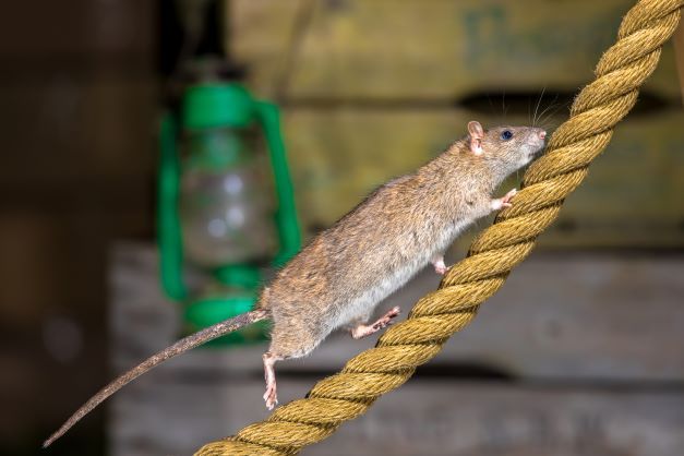 How to Keep Mice out of the Garage and Basements