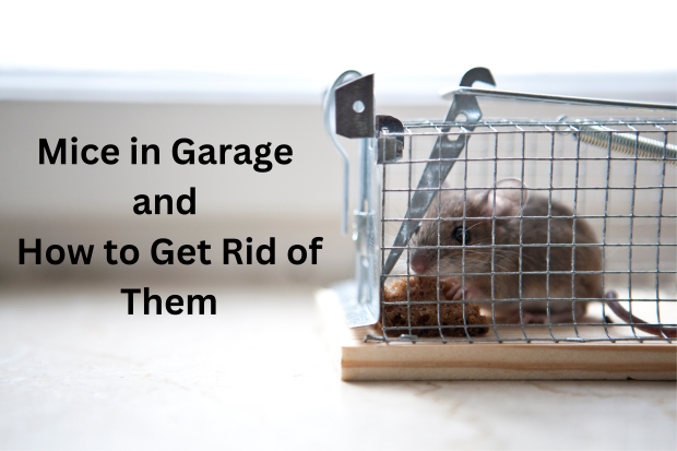 How To Get Rid of Mice in Garage