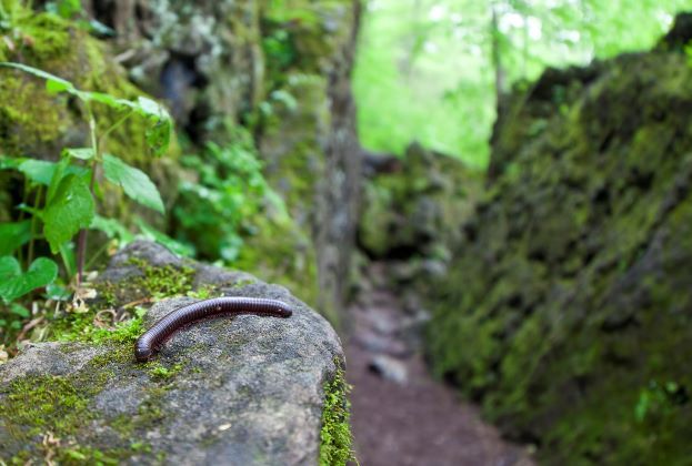 How to Get Rid of Millipedes in House and More