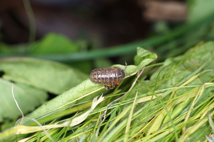 Pill Bugs (Rollie Pollie Bugs or Armadillidiidae): How to Identify & Get Rid of Them