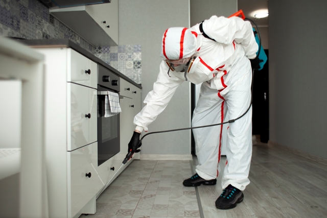 How to Get Rid of Roaches in Apartment