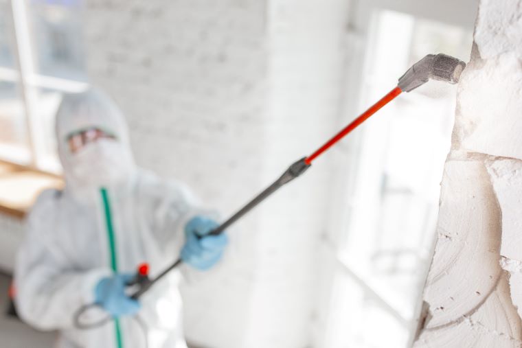 Early-Stage Signs of Termites in Ceilings