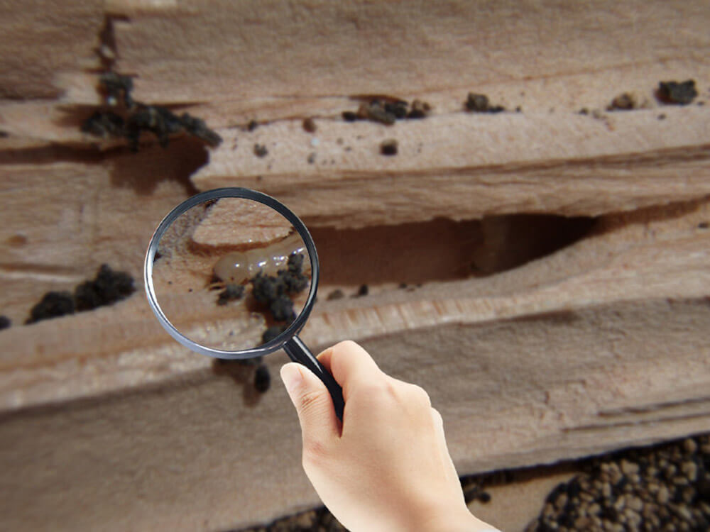 2018 is Here! It’s Time for a Termite Inspection!
