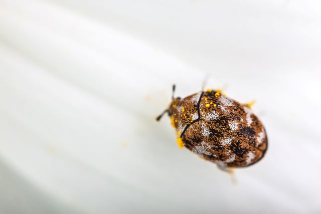 Signs of Carpet Beetles Infestation and How to get Rid of Them