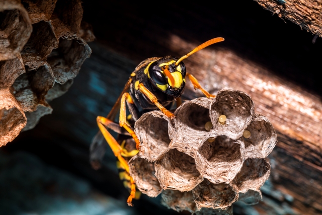 How to Get Rid of Wasp Nest