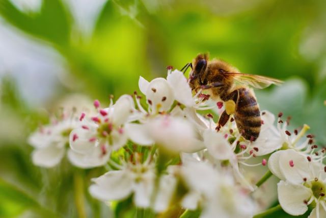 30 Plants that Repell Bees and Wasps