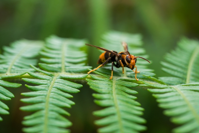 How to Get Rid of Wasps